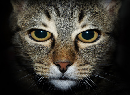 Nasty cat looking at youの写真素材