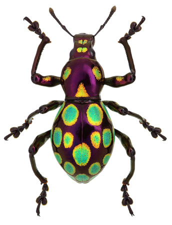 amazing exotic weevil Pachyrhynchus gemmatusの写真素材