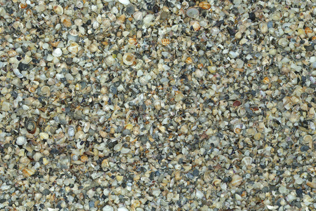 seamless natural shells background (can be tiled without seam)の写真素材
