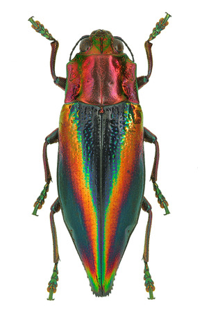 Rainbow coloured Jewel beetle Cyphogastra javanica from Indonesiaの写真素材