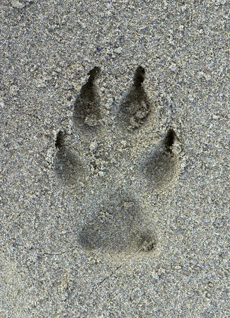 Dog footprint on the sandの写真素材