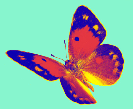 Dark Clouded Yellow (Colias croceus) in flight isolated on a white backgroundの写真素材