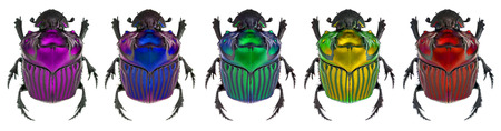 fantasy colors on Oxysternon conspicillatum. true color in the middle specimenの写真素材