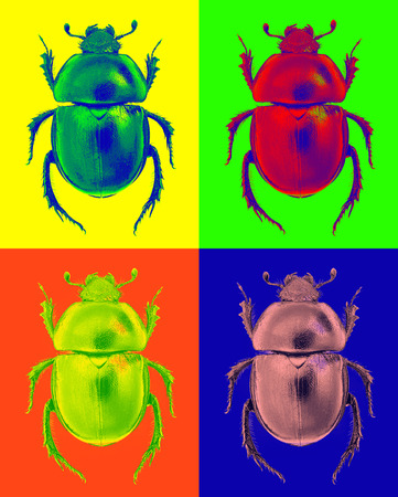 Abstract beetle (Trypocopris dung beetle) in pop-art styleの写真素材