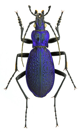 Carabus intricatus ground beetle isolated on white backgroundの写真素材