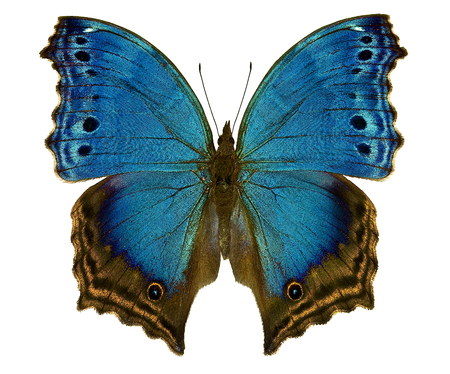 african blue butterfly Salamis Temoraの写真素材