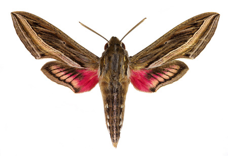 Hippotion celerio Vine or Silver-striped Hawk-Mothの写真素材