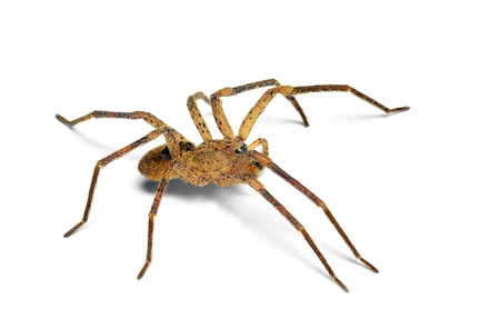 Zoropsis spinimana house spiderの写真素材