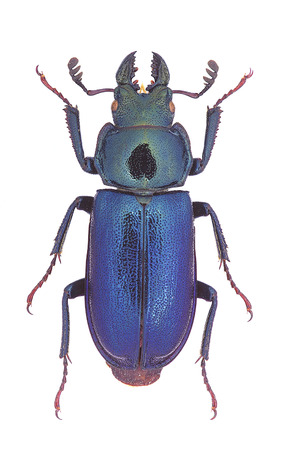 Platycerus capraea, a small European Stag-Beetleの写真素材