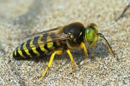 sand wasp Bembix rostrata crabronidaeの写真素材