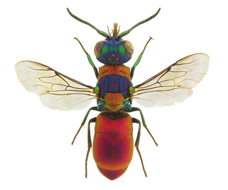 Pseudospinolia uniformis, a stunning cuckoo wasp from Europeの写真素材