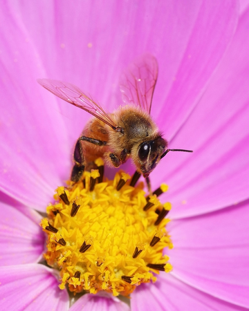 Bee on pink and yellow cosmos flowerの写真素材
