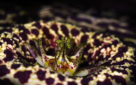 Orbea variegata, a foul smelling carrion flowersの写真素材