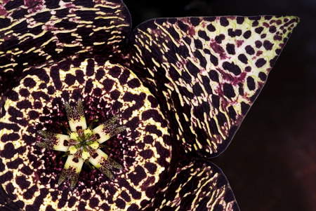 Orbea variegata, a foul smelling carrion flowersの写真素材