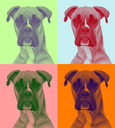 attentive dog in pop-art syle (two soft colors)の写真素材