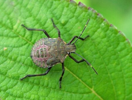 Worldwide pest brown marmorated stink bug Halyomorpha halys (nymph/young specimen)