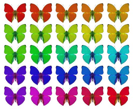Butterflies showing concept of colors, crowd, difference, gradient, repetitionの写真素材