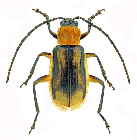 Western corn rootworm (Diabrotica virgifera), an invasive pest of cornの写真素材