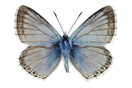 Chalkhill blue (Polyommatus coridon), male specimenの写真素材