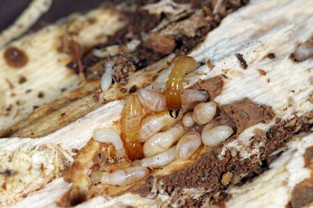 Yellownecked dry-wood termite (Kalotermes flavicollis), a serious pest in Mediterranean countriesの写真素材
