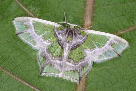 Chloractis pulcherrima from central and southern Americaの写真素材