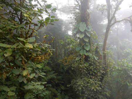 Canopy of a cloud forest in Monteverde, Costa Ricaの写真素材