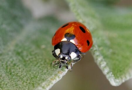 Seven-spot ladybird, Coccinella septempunctataの写真素材