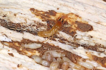 Yellownecked dry-wood termite (Kalotermes flavicollis), a serious pest in Mediterranean countriesの写真素材