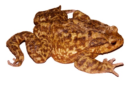 toad