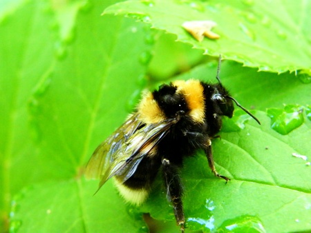 fly bee