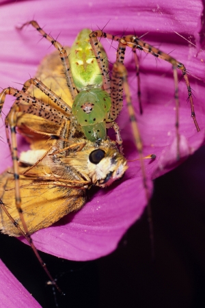 Green Lynx Spider and Skipper Butterfly Preyの写真素材