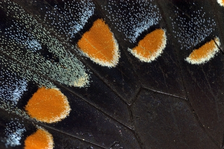 Tiger Butterfly Wingの写真素材