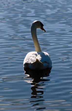 White Swan on Lakeの写真素材