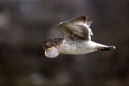 Weird frog bird in flightの写真素材