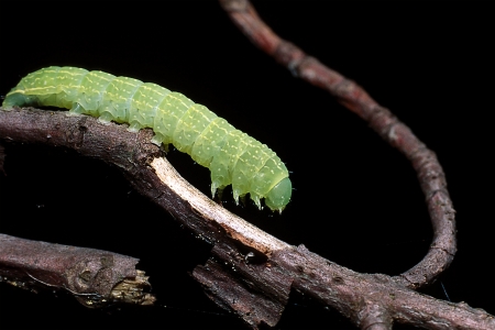 Inchworm on branchの写真素材