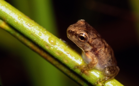 Tiny Tree Frog on Grass Stem