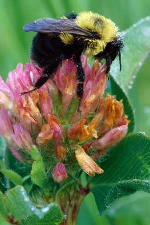 Bumblebee on Clover Flowerの写真素材