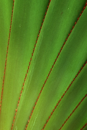 Green Leaves with Red Tooth Patternの写真素材
