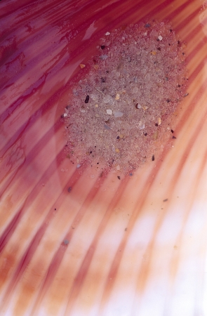 Sand inside of a Cockle shellの写真素材
