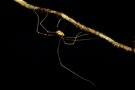 Daddy Longlegs on branchの写真素材