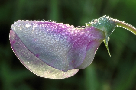 Sweet Pea Blossom Covered with Dewの写真素材