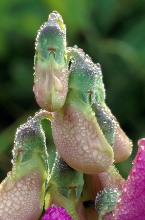 Sweet Pea Blossom Buds Covered with Dewの写真素材