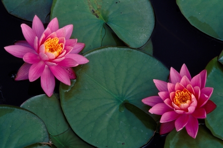 Pair of Pink Water Lilliesの写真素材