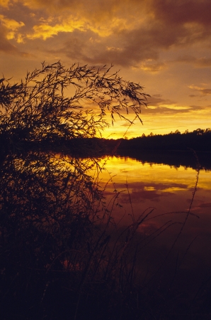 Sunset over pond with weeds in foregroundの写真素材