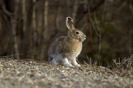 A portrait of a Snowshoe Hare in Summer colorの写真素材