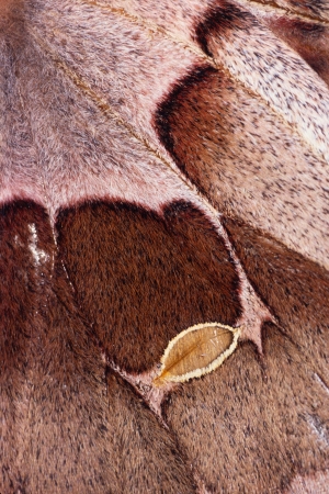 Detail shot of an Emperor Moth wingの写真素材
