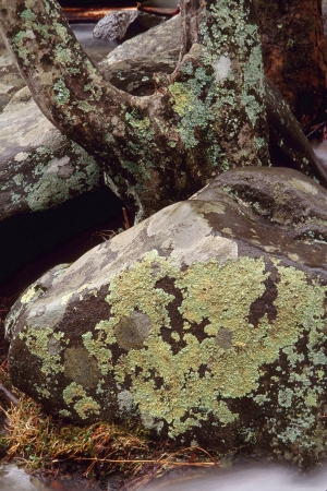Rocks and a tree covered with lichen making it hard to tell the difference between the twoの写真素材