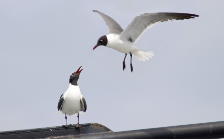 A pair of laughing gulls, one in flight and one perching, both looking at each otherの写真素材