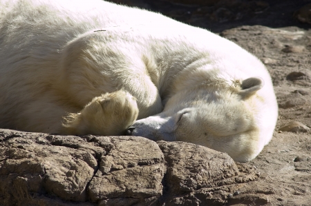 Polar bear asleep on rocksの写真素材
