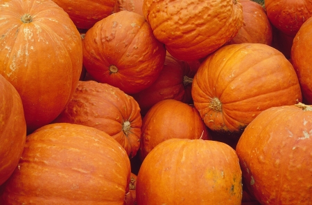 Collection of bright orange pumpkinsの写真素材